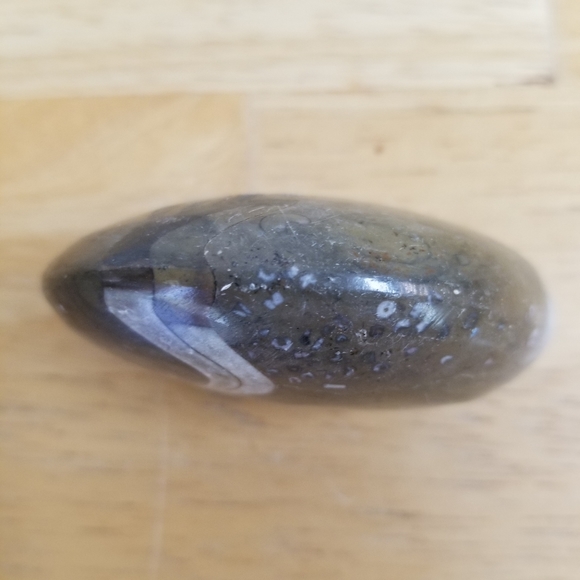 #1128 NWOT Rare Collectible Nautilus Ammonite Foss - Picture 6 of 8